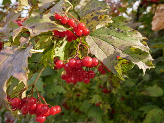 Mature red berries of potassium on a branch of green foliage medium. Growing medicinal plants.