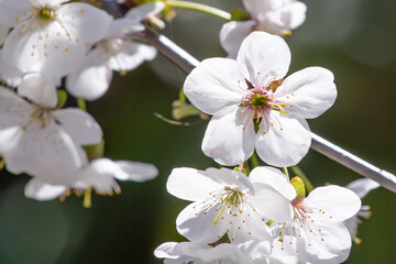 white cherry blossom closeup background blurred.Spring season.
