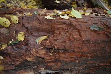 bark of a tree