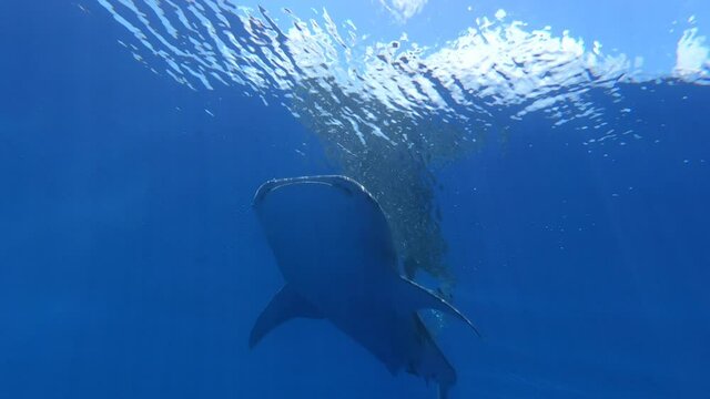 Slow motion shot Big whale shark (Rhincodon typus) feeding on plancton behind boat at night and swims in blue water in Maldives,Bohol Sea, Oslob, Cebu, Philippines, Southeast Asia.