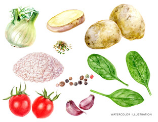 Potato garlic salt fennel spinach tomatoes food set watercolor illustration isolated on white background