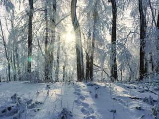 Beautiful winter landscape with snowy forest in the evening. The dark branches are strewn with white snow. Winter card