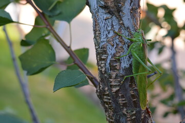 leaves in the forest