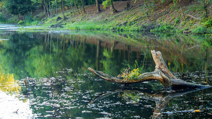 A lake and dead tree in Chisinau, Moldova