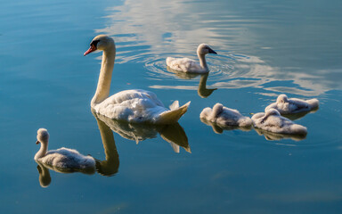 Swan female with cygnets on the lake, reflected in blue water