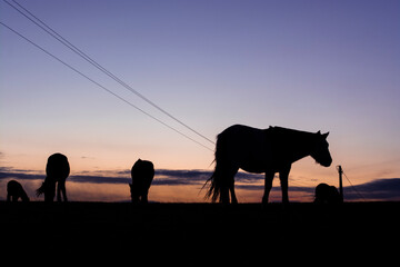 Autumn landscape with horse in the mountains. Sunset