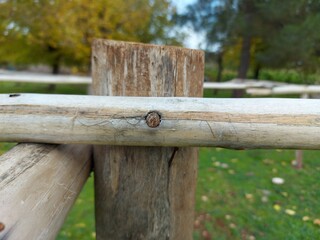 bird on a wooden fence