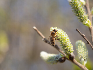 Honey bee feeding on catkin in spring