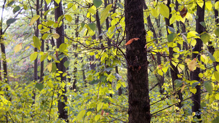 A forest in Chisinau, Moldova