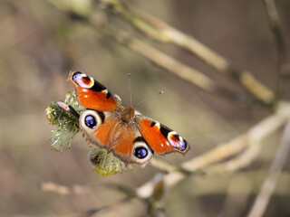 European peacock butterfly (Aglais io) feeding on catkin