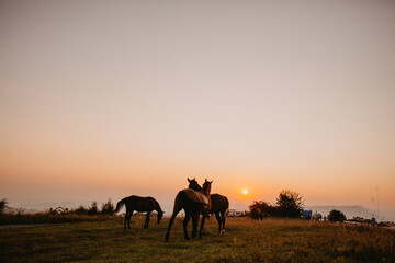 The nature of the Caucasus. Herd of horses grazing