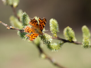 Comma butterfly (Polygonia c-album) feeding on catkin