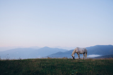 The nature of the Caucasus. Herd of horses grazing