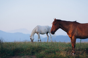 The nature of the Caucasus. Herd of horses grazing