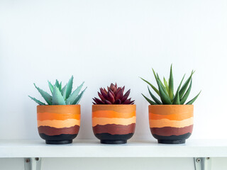 Terracotta pot on white wooden shelf for cactus and succulent plants.