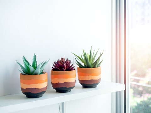 Terracotta pot on white wooden shelf for cactus and succulent plants.