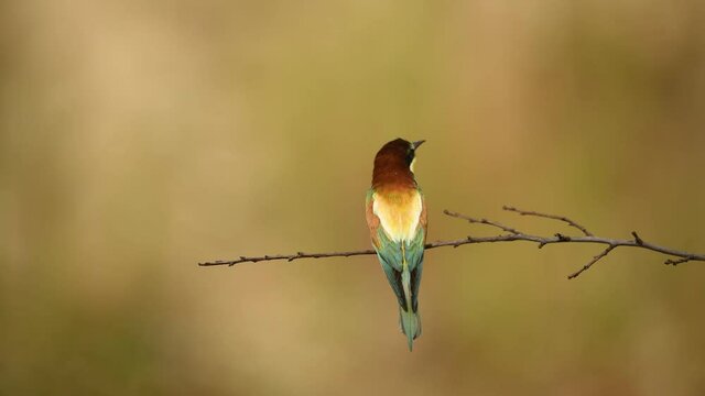 Bee eater bird - ( Merops apiaster )