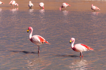 Flamingos on lake in Andes, the southern part of Bolivia.