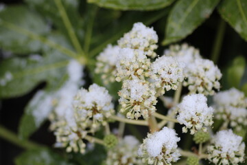 雪が積もったヤツデの花