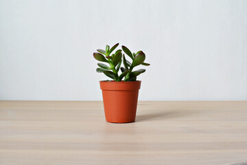 Crassula green house plant in brown pot on wooden desk over white	