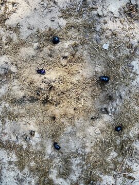 Geotrupes vernalis in holes in the ground.