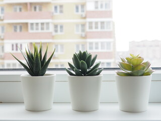 potted synthetic succulents on white window sill.