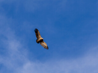 Vulture flying over a blue sky with clouds.