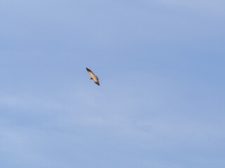 Vulture flying over a blue sky with clouds.