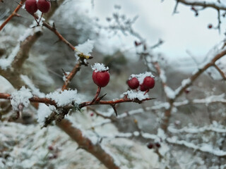 a holly plant with snow