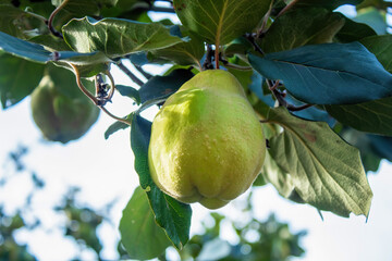 A growing green quince