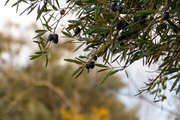 Closed view of some black olives in the olive tree