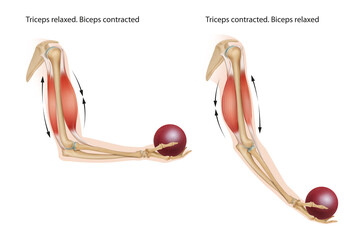 An example of an anatomical and physical movement process where the biceps are contracted and the triceps are relaxed, the biceps is relaxed and the triceps are contracted. - obrazy, fototapety, plakaty