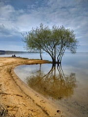 Fototapeta na wymiar tree on the beach of a large lake is reflected in the water