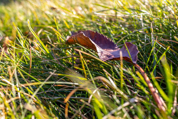 Fallen autumn leaf on green grass