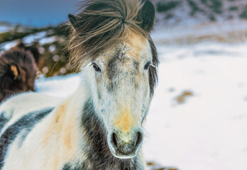 caballo islandés  © Dani Sanz