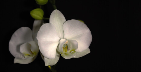 Fototapeta na wymiar A stunning white orchid (cymbidium) displays its beauty as the afternoon sunlight gently graces its petals. A pure black background has been added for copy space on this horizontal format.