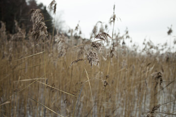 Fototapeta premium Pampas grass outdoor in light pastel colors. Dry reeds boho style. Winter