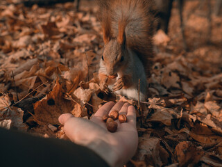 hand-feed a fluffy red squirrel