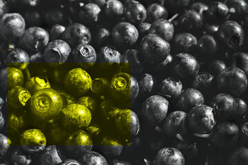 Illuminating yellow berry on blueberry background.. a lot of blueberries. one is not like everyone else