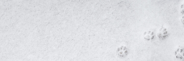 Fototapeta premium winter background: fresh clean even snow, large snowflakes, cat footprints
