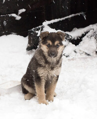 A small homeless mongrel puppy sitting on the ground