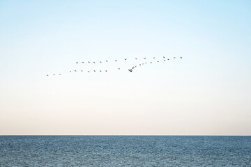 A flock of birds over the sea. Seasonal migration of birds to warmer regions. Soft selective focus
