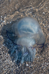 Marine jellyfish on the sandy beach of the Black Sea. Soft selective focus.