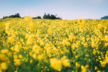 Obraz premium YELLOW_BLOSSOM