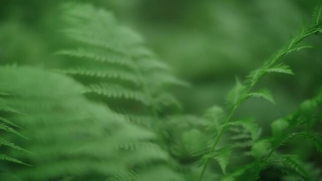 Freshness greenery fern textured leaves at summer rainforest close up exotic tropical plant