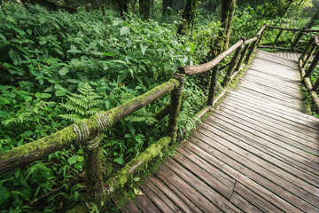 Obraz premium Wooden walkway in the Doi Inthanon rainforest - Chiang Mai, Thailand