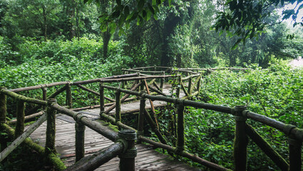 Fototapeta na wymiar Wooden walkway in the Doi Inthanon rainforest - Chiang Mai, Thailand