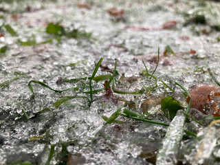 Green grass in ice. Winter grass and tree leaves