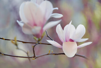 Delicate light floral background of pink magnolia flowers. natural floral background
