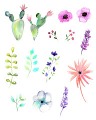 Watercolor illustration. A small set of flora elements. Cacti, wildflowers, branch with leaves, berries